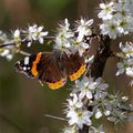 Papillon en fleurs ...