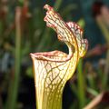 SL09 - leucophylla, pubescent form, [Deer park Alabama]