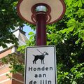 Chien Chaud à Amsterdam (Teaser canin)