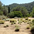  Le Parc de Saleccia : une merveille de jardin corse