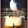 La mouette & le lampadaire