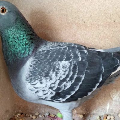 mes arrivées de Pau 2024 (861 kms)