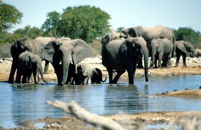 LEONARDO DICAPRIO : STOP AU MASSACRE DES ELEPHANTS SIGNEZ LA PETITION MERCI 