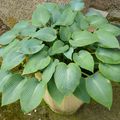 Des nouvelles de mon hosta en pot