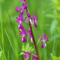 Orchis à fleurs lâches