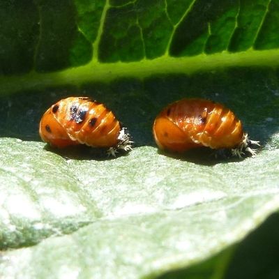 larves de coccinelle