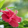 19/8/21 : Les fleurs comestibles tropicales et d'ailleurs (DIVERS)