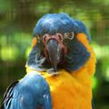 ♥ Le parc des oiseaux à Villars-Les-Dombes (3) ♥