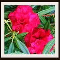 La plante du Jour----> le Rhododendron