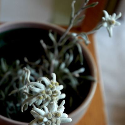 Autour d'une edelweiss...
