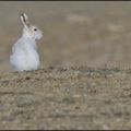 le lièvre arctique - lepus arcticus