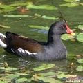 REVUE DE PRESSE NORMANDE: Poule d'eau a repéré pour vous...