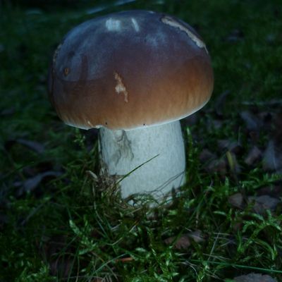 Récolte de champignons dans le Haut Forez