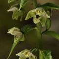 Epipactis distans