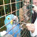 Oiseaux de Penang Hill