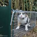 [GRIF'Ethique] TUERIE DE CHATS ! A Courcelles Chaussy et partout en France !!!