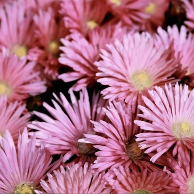 La photographie et moi ...