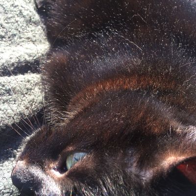 GATEAU AU YAOURT DE BREBIS ET AU CHOCOLAT