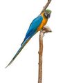 Ara bleu. Ara ararauna
