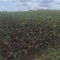 le champ de haricot à Laka département de la Bouenza CONGO