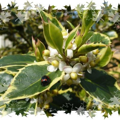 Coccinelle asiatique - vu de  dos - mai 2016