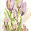 Crocus et aquarelle...