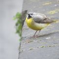 Promenades à Bruges - 3