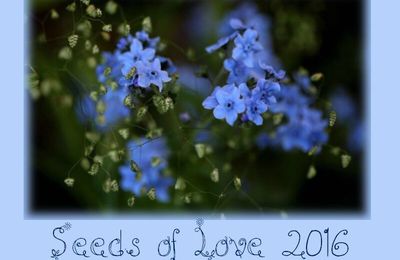 SEEDS OF LOVE 2016