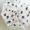 Le givre tout en blanc ...