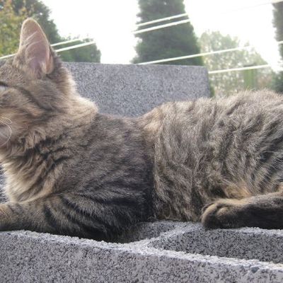 Gribouille ; Le chat 