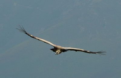 Les vautours de Bidarray