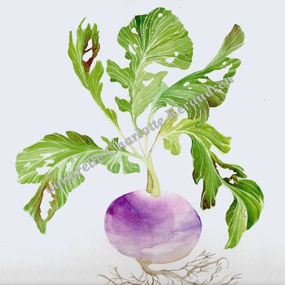 Rien que des navets !