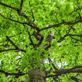 Tout doit croître et s'étendre