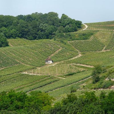 Un vignoble prestigieux