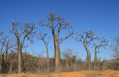 Pachypodiums 