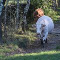 vaches de Lablachère