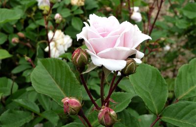 LES ROSES DE JEAN-PIERRE ET 24 HEURES PHOTO