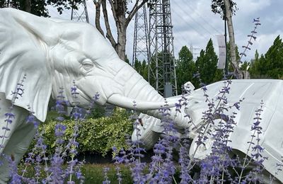 éléphant