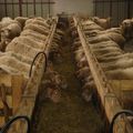 L'ardi gasna et le fromage de brebis des Tambourin, surement le meilleur brebis du Pays Basque