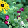 les fleurs du jour dans mon jardin