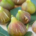 Confiture de figues du jardin... avant que les étourneaux ne me chippent toutes mes figues