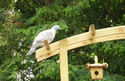 pigeons dans le jardin