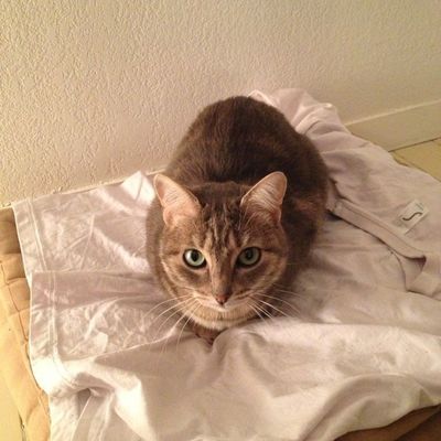 Un p'tit minou qui fait miaou