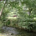 Au bord d'une rivière de Lées avec la Gaule Aspoise.