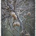 Kiwis of Lorraine