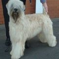 Irish Soft Coated Wheaten  Terrier