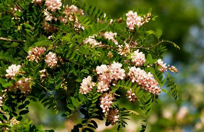 Beaupreau...cinq acacias rose fleurissent dans le parc