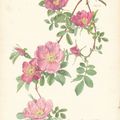 Roses églantine