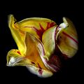 La tulipe du vent (5)