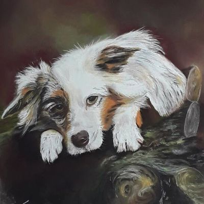 Cheyenne , berger australien ...